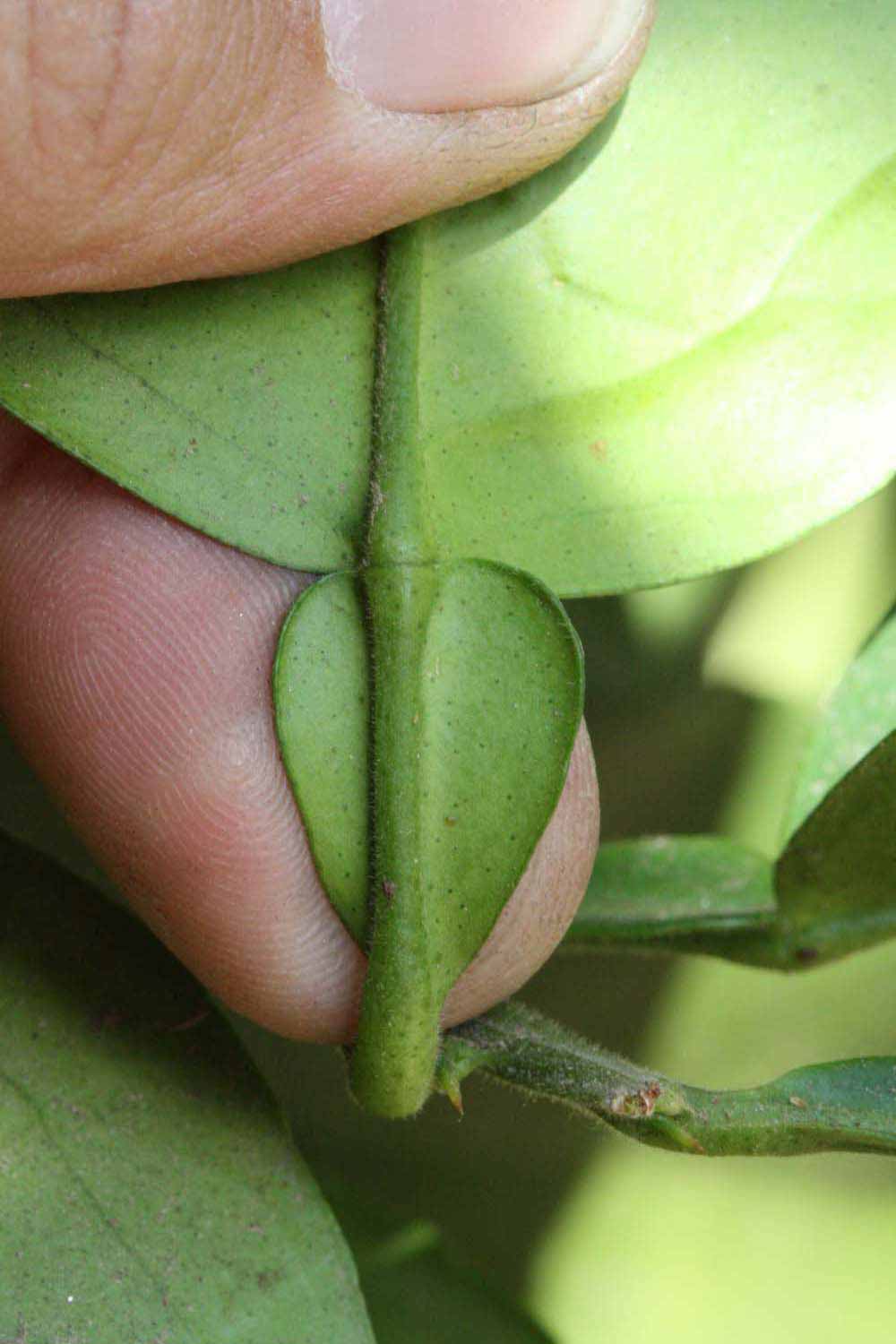              Petiole (Riverside, CA)       